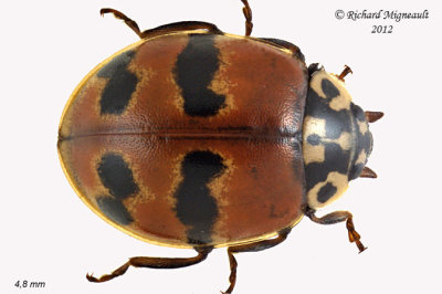 Lady beetle - Adalia bipunctata - Two-spotted Lady Beetle 2 m12