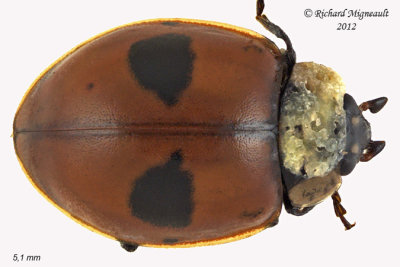 Lady beetle - Adalia bipunctata - Two-spotted Lady Beetle 3 m12