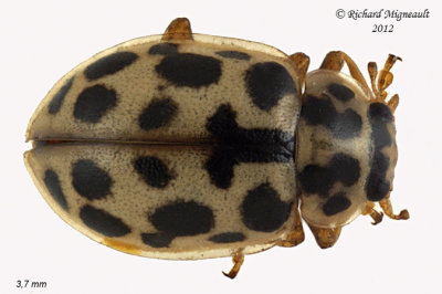 Lady Beetle - Anisosticta bitriangularis - Marsh Lady Beetle m12 3