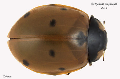 Lady Beetle - Coccinella septempunctata - Seven-spotted lady beetle 1 m12