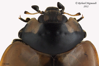 Lady Beetle - Coccinella septempunctata - Seven-spotted lady beetle 2 m12