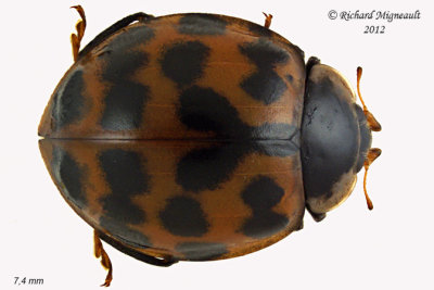 Lady Beetle - Harmonia axyridis - Multicolored Asian Lady Beetle1 1 m12