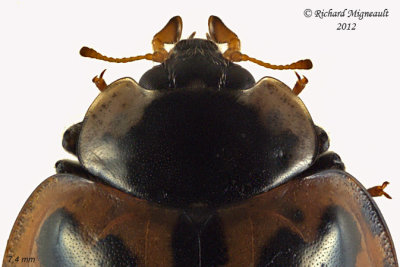 Lady Beetle - Harmonia axyridis - Multicolored Asian Lady Beetle1 2 m12
