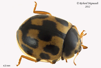 Lady Beetle - Propylea quatuordecimpunctata - Fourteen-spotted lady beetle1 2 m12