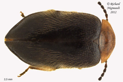 Marsh Beetle - Cyphon collaris 1 m12 