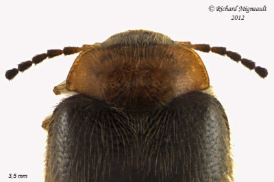 Marsh Beetle - Cyphon collaris 2 m12 