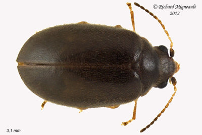 Marsh Beetle - Cyphon confusus2 1 m12 