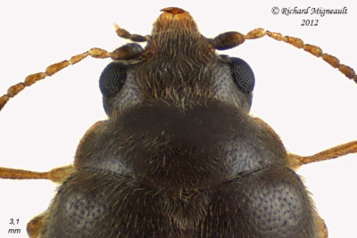 Marsh Beetle - Cyphon confusus2 2 m12 