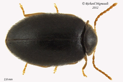 Marsh Beetle - Cyphon obscurus1 1 m12 