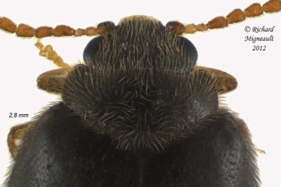Marsh Beetle - Cyphon obscurus1 3 m12 
