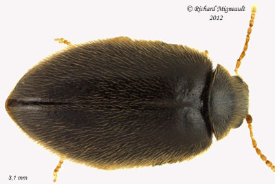 Marsh Beetle - Cyphon obscurus2 1 m12 
