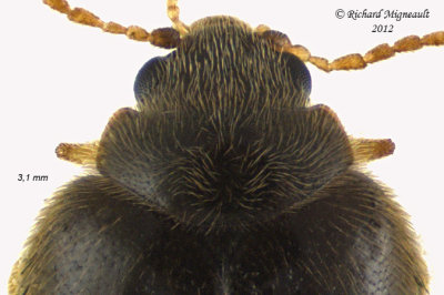Marsh Beetle - Cyphon obscurus2 3 m12 