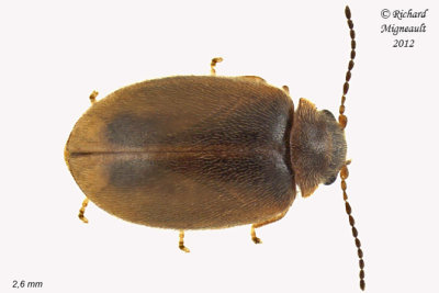 Marsh Beetle - Cyphon variabilis-complex 1 m12 