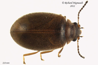 Marsh Beetle - Cyphon variabilis-complex 1 m12 