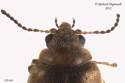 Marsh Beetle - Cyphon variabilis-complex 2 m12 