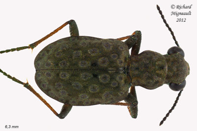 Ground beetle - Elaphrus olivaceus m12