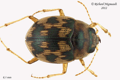 Ground beetle - Round sand beetle - Omophron tessellatum m12