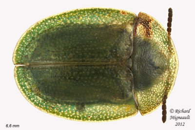 Leaf beetle - Cassida rubiginosa 1 m12