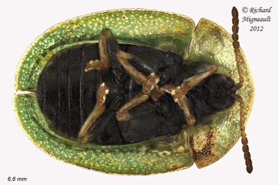 Leaf beetle - Cassida rubiginosa 2 m12