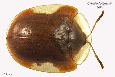 Leaf beetle - Charidotella purpurata m12
