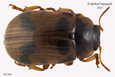 Leaf Beetle - Gonioctena americana 1 m12