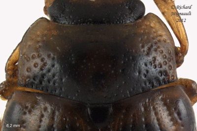 Leaf Beetle - Gonioctena americana 2 m12