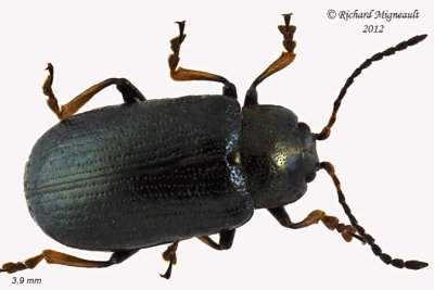 Leaf Beetle - Phratora purpurea1 1 m12 m12