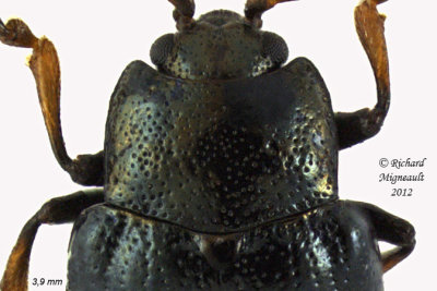 Leaf Beetle - Phratora purpurea1 2 m12 m12