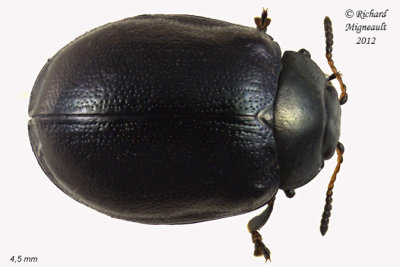Leaf Beetle - Plagiodera versicolra 1 m12