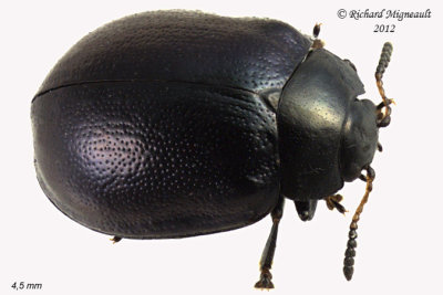 Leaf Beetle - Plagiodera versicolora 2 m12