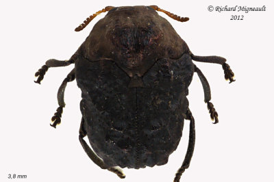 Leaf Beetle - Neochlamisus comptoniae 1 m12