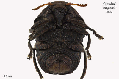 Leaf Beetle - Neochlamisus comptoniae 2 m12