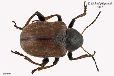 Leaf Beetles - Subfamily Eumolpinae - Oval Leaf Beetles