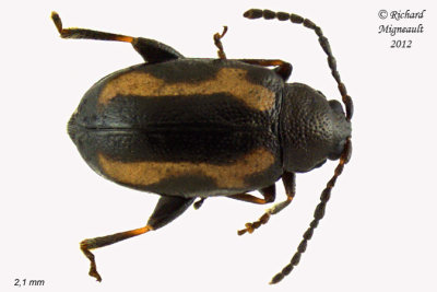 Leaf beetle - Phyllotreta striolata 1 m12