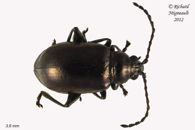 Leaf Beetle - Altica sp4 1 m12