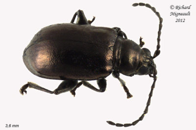 Leaf Beetle - Altica sp4 2 m12
