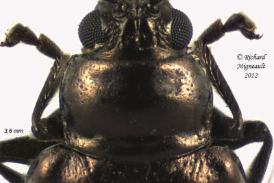 Leaf Beetle - Altica sp4 3 m12