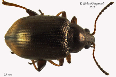 Leaf Beetle - Hippuriphila canadensis 1 m12