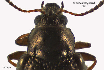 Leaf Beetle - Hippuriphila canadensis 2 m12