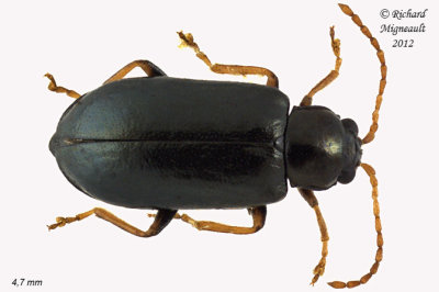 Leaf Beetle - Scelolyperus meracus 1 m12