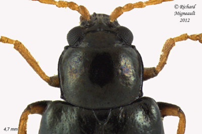 Leaf Beetle - Scelolyperus meracus 2 m12