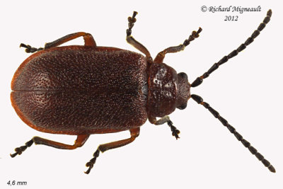 Leaf beetle - Tricholochmaea cavicollis1 1 m12