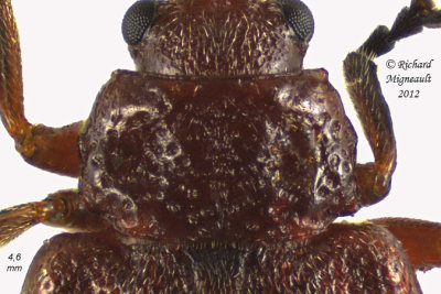 Leaf beetle - Tricholochmaea cavicollis1 2 m12