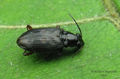 Ground beetle - Bembidion americanum 5 m10