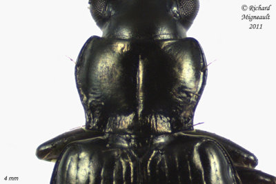 Ground Beetle - Bembidion carolinense. 2 m11