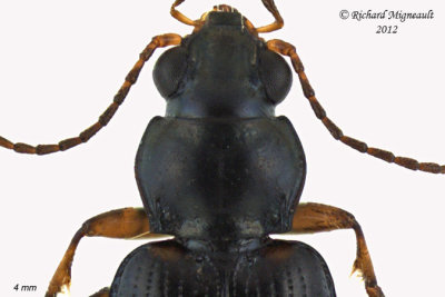 Ground beetle - Bembidion castor 2 m12