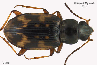 Ground beetle - Bembidion patruele sp probably 1 m12
