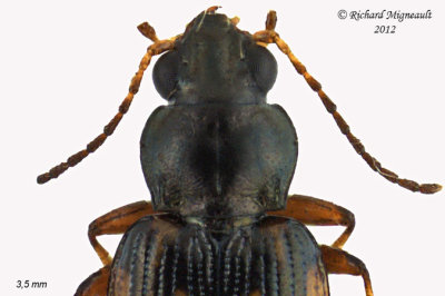 Ground beetle - Bembidion patruele sp probably 2 m12