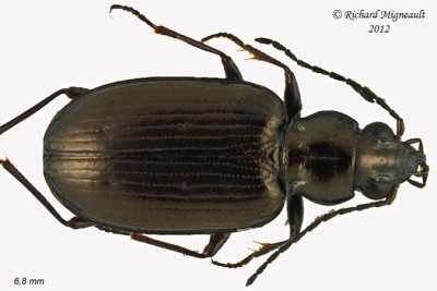 Ground beetle - Bembidion chalceum group 1 m12