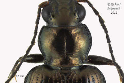 Ground beetle - Bembidion chalceum group 2 m12